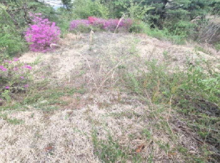 목록6 제시외 분묘2 모습