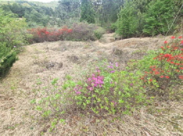 목록6 제시외 분묘3 모습