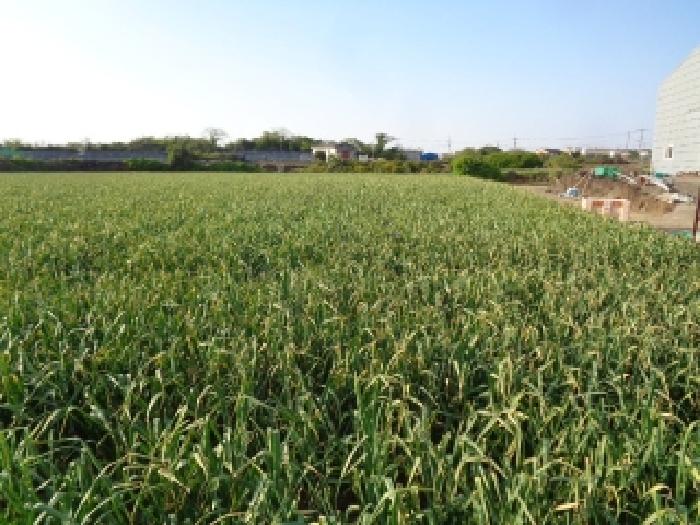 소재지 1.(일과리 378) 전(경작지)부분 전경