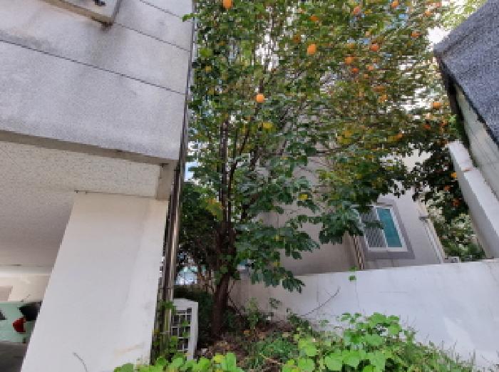 목록1 제시외 수목