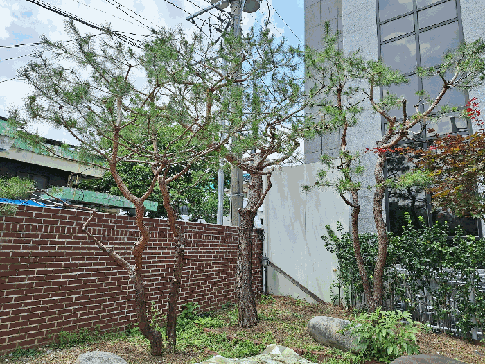 소나무
