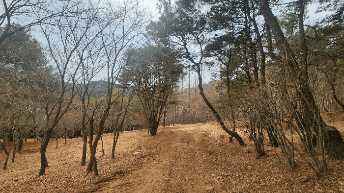 제시외수목(ㄱ)
