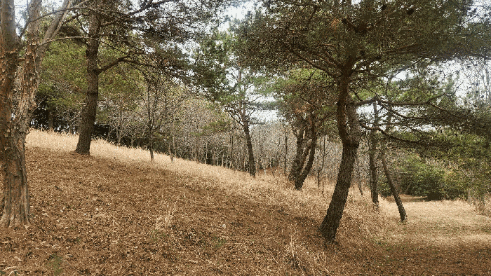 제시외수목(ㄱ)