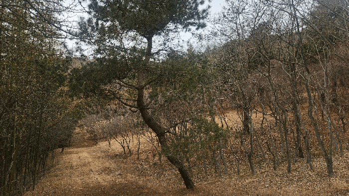 제시외수목(ㄱ)