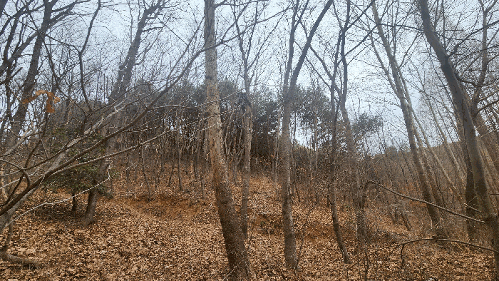 제시외수목(ㄱ)