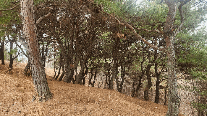 제시외수목(ㄴ)