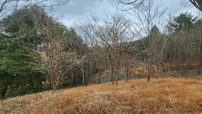 제시외수목(ㄴ)