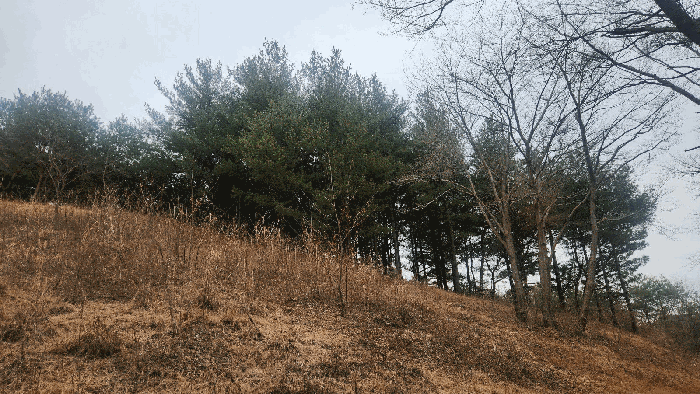 제시외수목(ㄱ)
