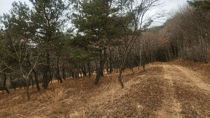 제시외수목(ㄱ)