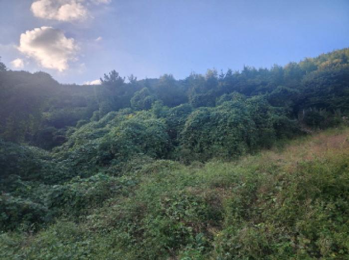 본건