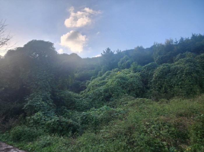 본건