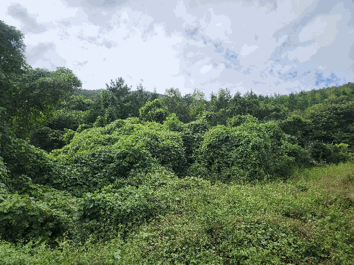 본건 전경