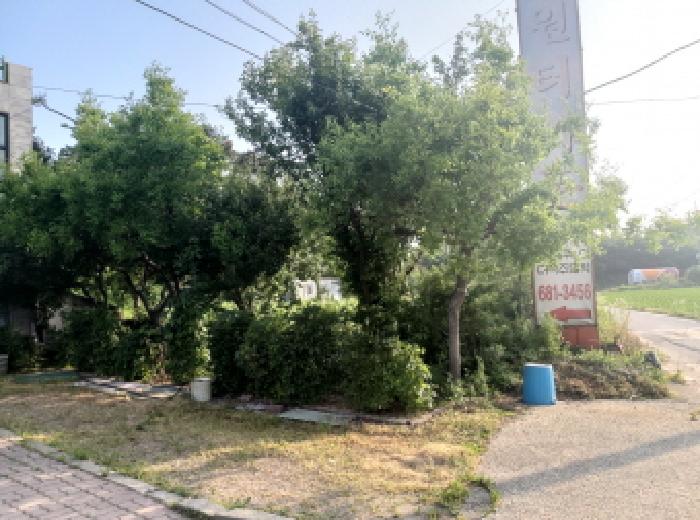 * 본건 목적물 1. 지상 수목 전경