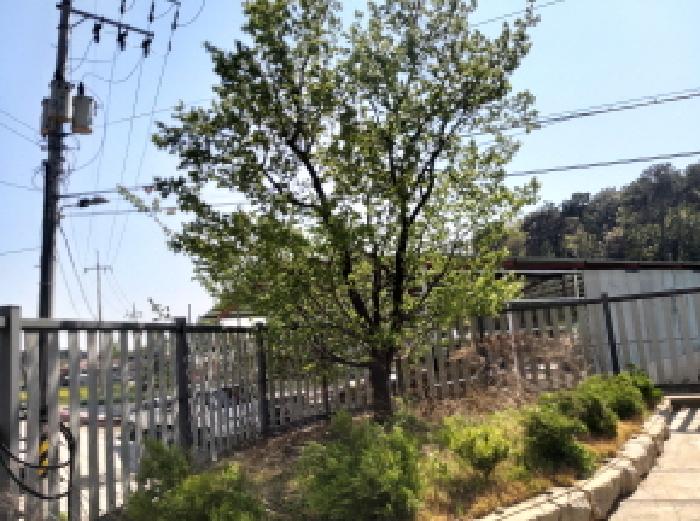 * 본건 목적물 전경(나무)