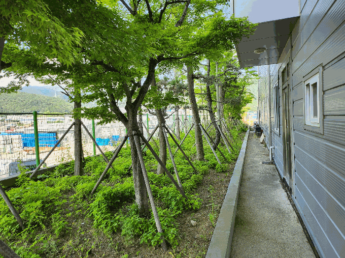 수목(단풍나무외)