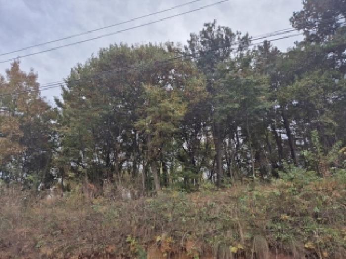 비아동 산103