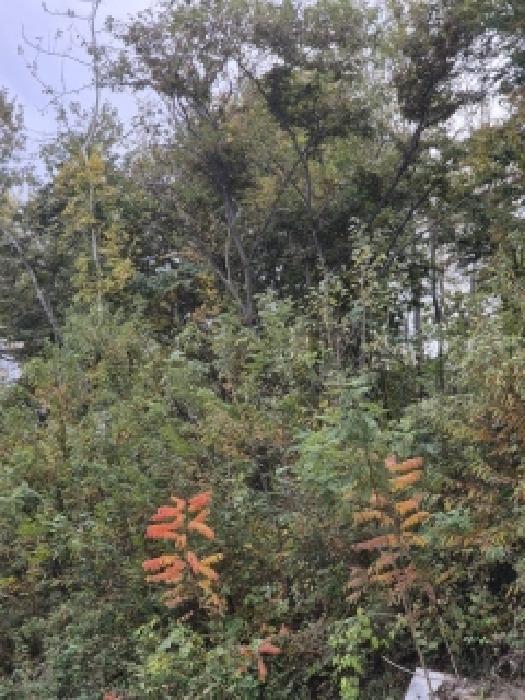 비아동 산105