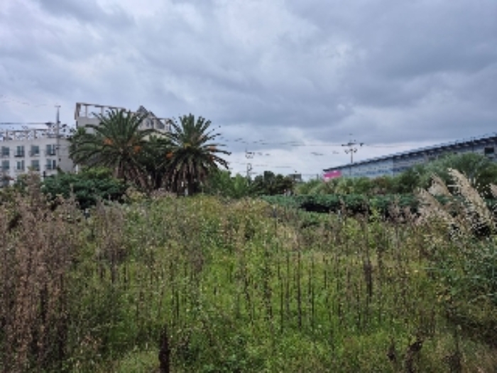 - 소재지 1(내도동 226) 지상에 식재된 조경수