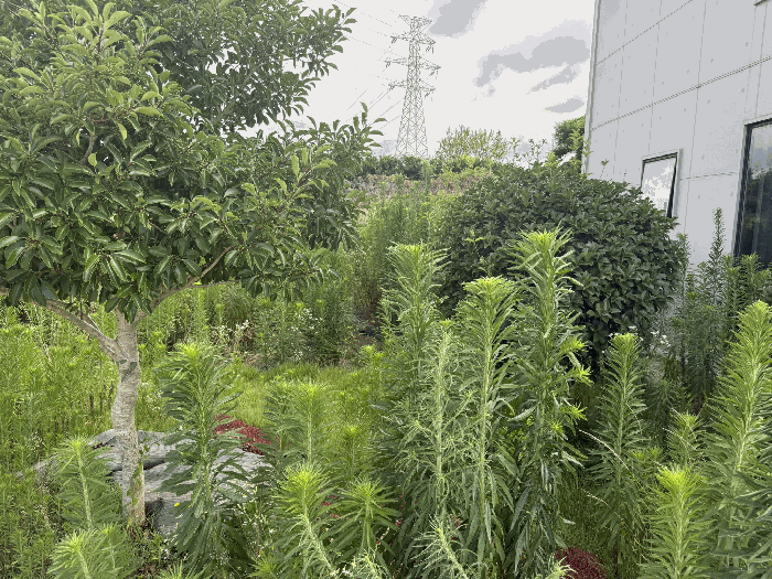 본건 토지 지상 수목