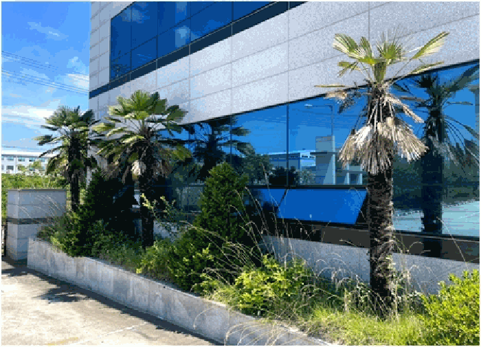 제시외수목㉥(관상수-종려나무 등)