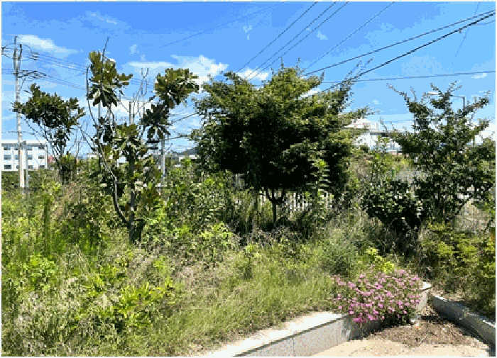 제시외수목㉥(관상수-태산목 등)