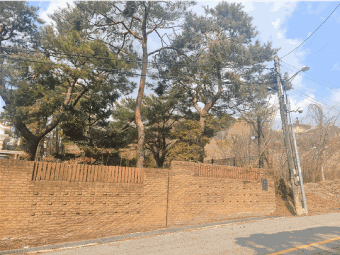 조경수(소나무 등) (남측에서 촬영)
