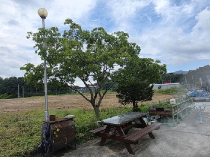 단풍나무, 향나무