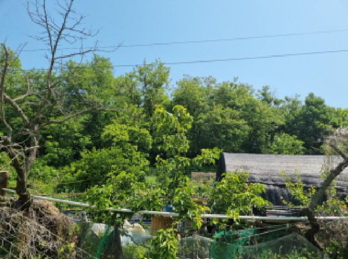 본건 전경(비닐하우스 2)