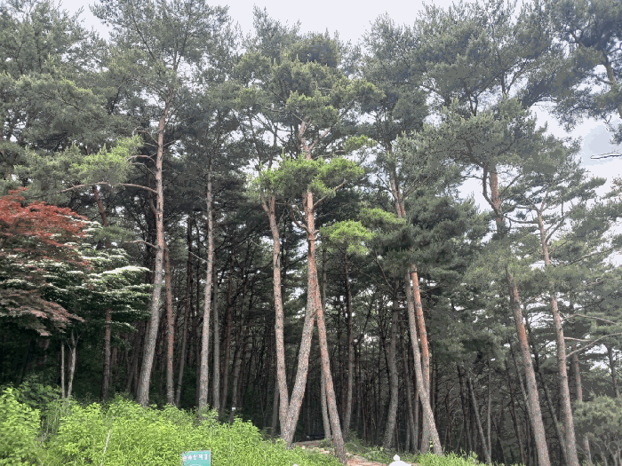 제시외 수목 a