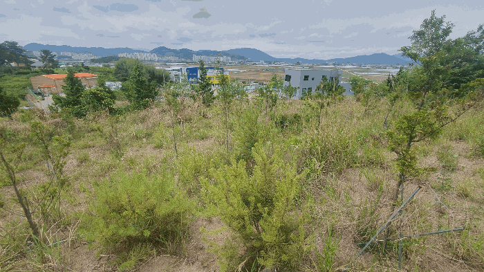 본건 토지 전경