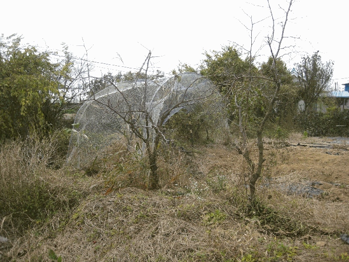 지상 수목 전경
