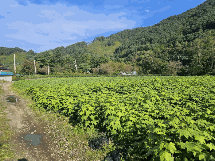 본건전경(기호 1,2)
