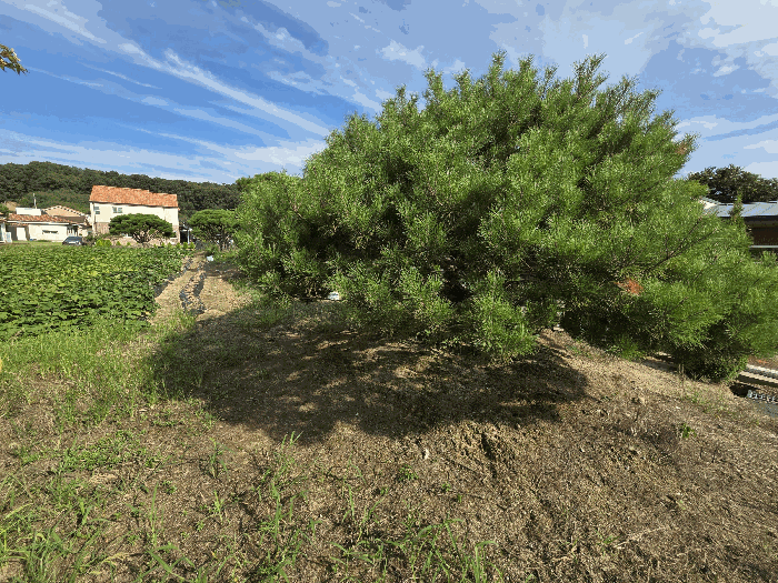 제시외수목㉢