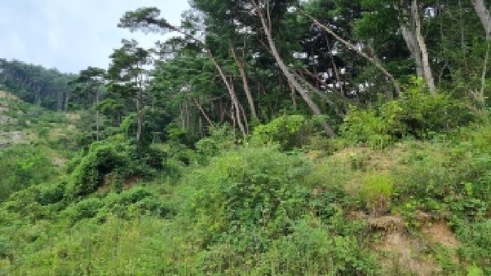 남원 이백 효기 산54-2,산53, 주천 은송 산44 현황 사진