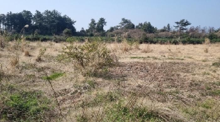 소재지4(표선리 1982-2) 전경1