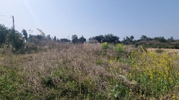 소재지1(표선리 1982-1) 전경1