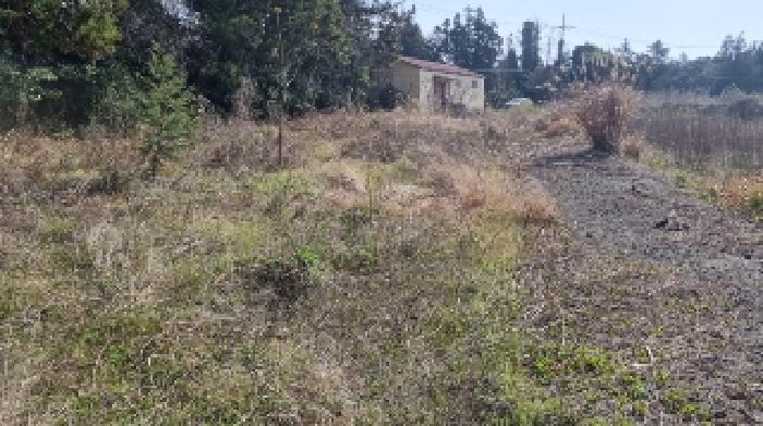 소재지1(표선리 1982-1) 전경2