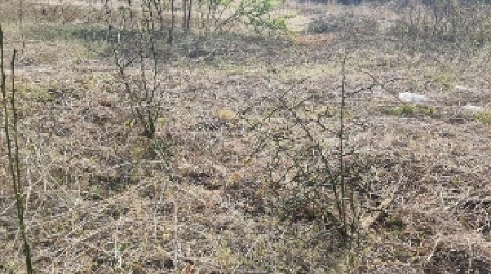 소재지2(표선리 1982-3) 전경2