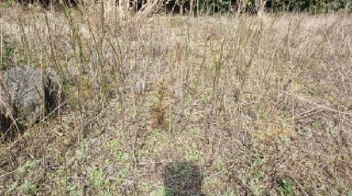 소재지2(표선리 1982-3) 전경3