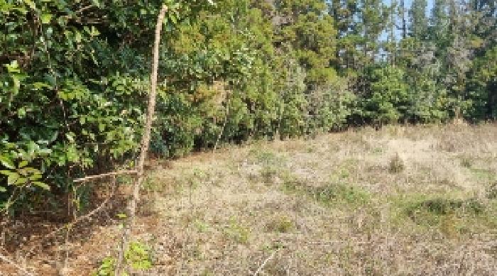 소재지2(표선리 1982-3) 전경4