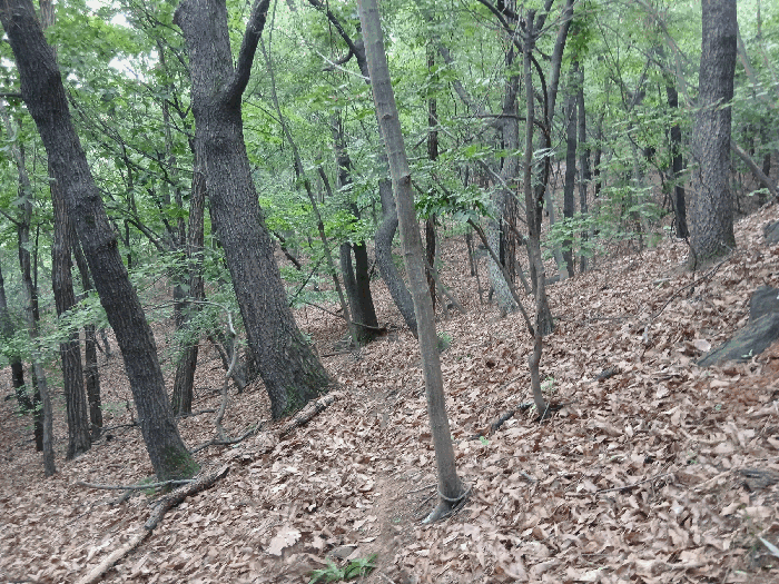 대상토지 전경