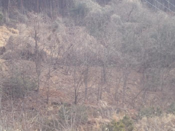 가곡리 산95-19외 전경