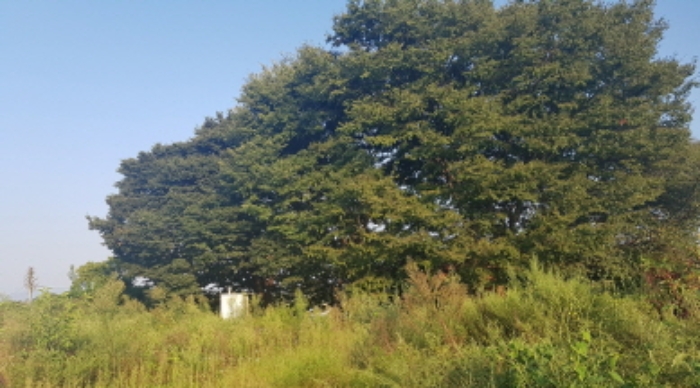 * 목록20. 전경(느티나무)