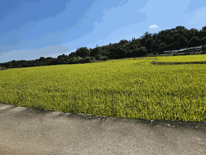 본건 전경