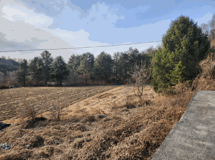 기호 2, 4 지상 수목