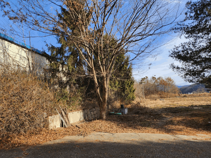 수목(느티나무, 삼나무)