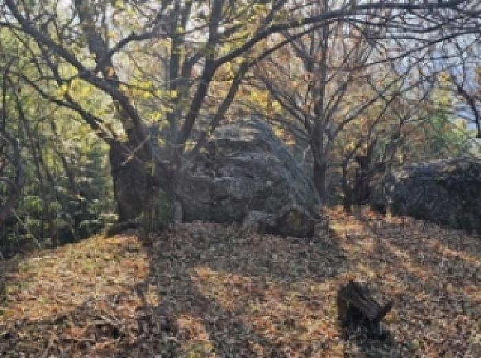 목록번호4 수목, 자연석