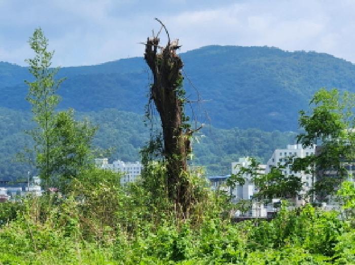 목록9. 토지로 보이는 곳의 모습(전정된 성목 활엽수)