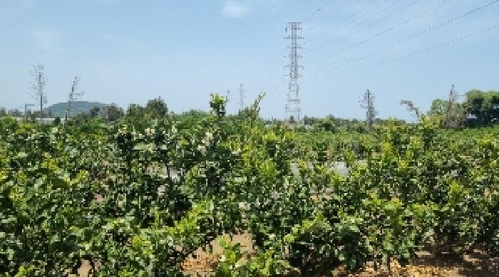 소재지2(와흘리 2802-1) 전경1