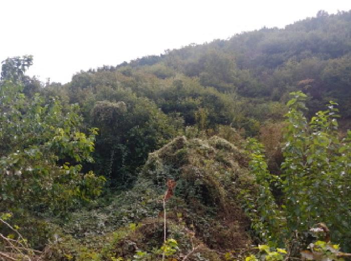목록1,2 임야 전경